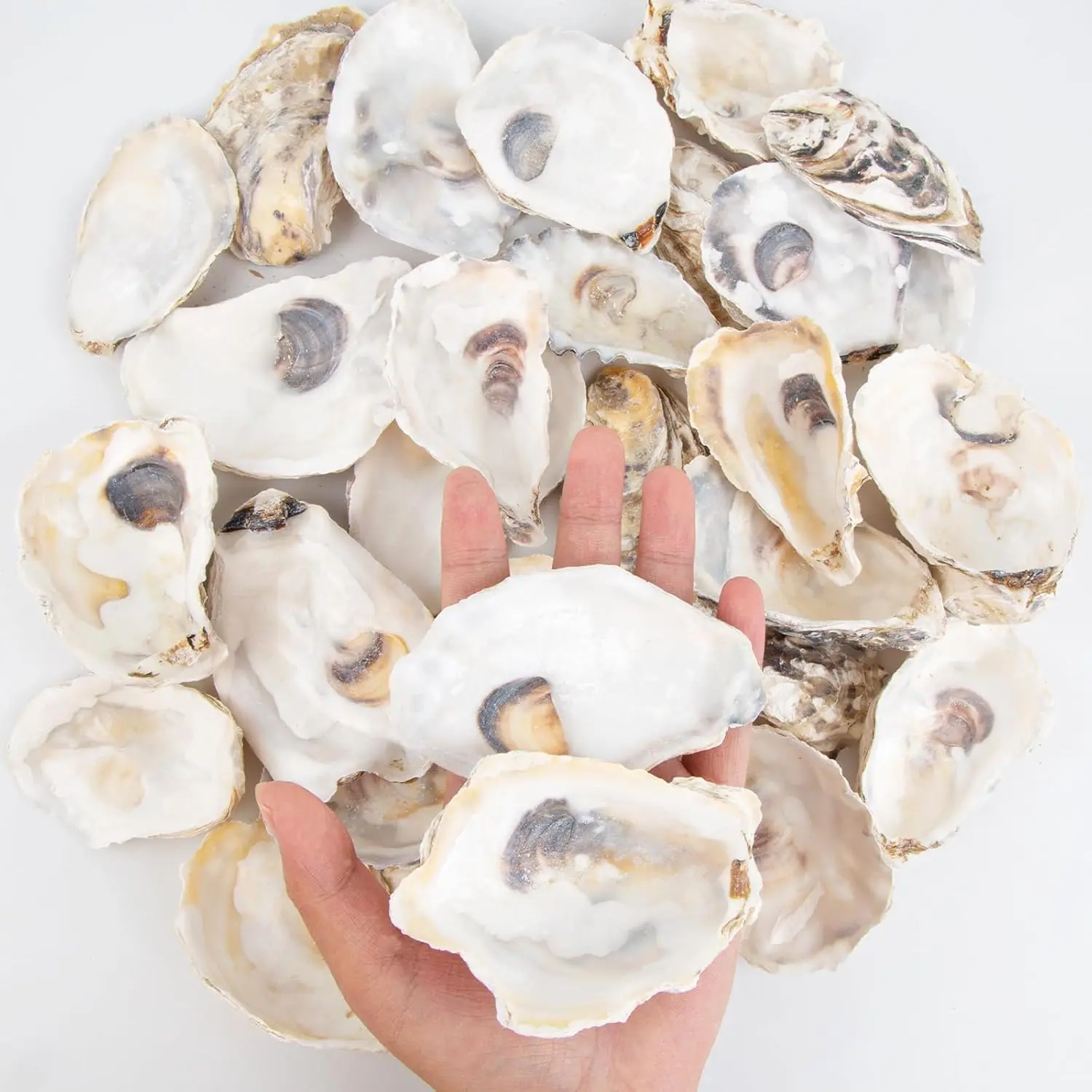 30PCS Oyster Shells Flat & Concave 3"-4" Medium Oyster Shells for Crafts Natural Oyster Shells Bulk, for Home Vase Filler, Xmas Ornaments, DIY Arts and Crafts Sea Shells