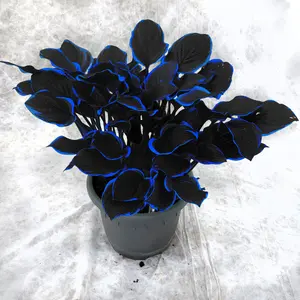 300 high-quality hosta seeds  . guaranteed viable with no bad seeds. A perennial shade plant, perfect for gardens and yards. Made in the USA |   Non-GMO |