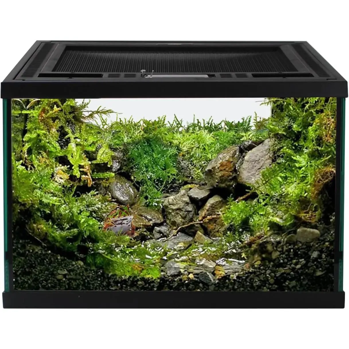 Reptile Glass Terrarium Tank 12 * 12 * 8" Full View with Top Ventilation, Amphibians Habitat Enclosure Cage for Frog,Spiders,Dubia Cockroach,Praying Mantis,Cricket,Tarantula,Hermit Crab