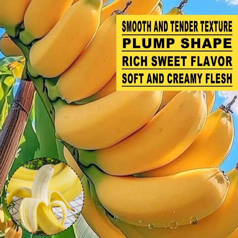 Grafted banana tree seedlings, vibrant fruit plants, fast-growing, suitable for home gardens and gardens
