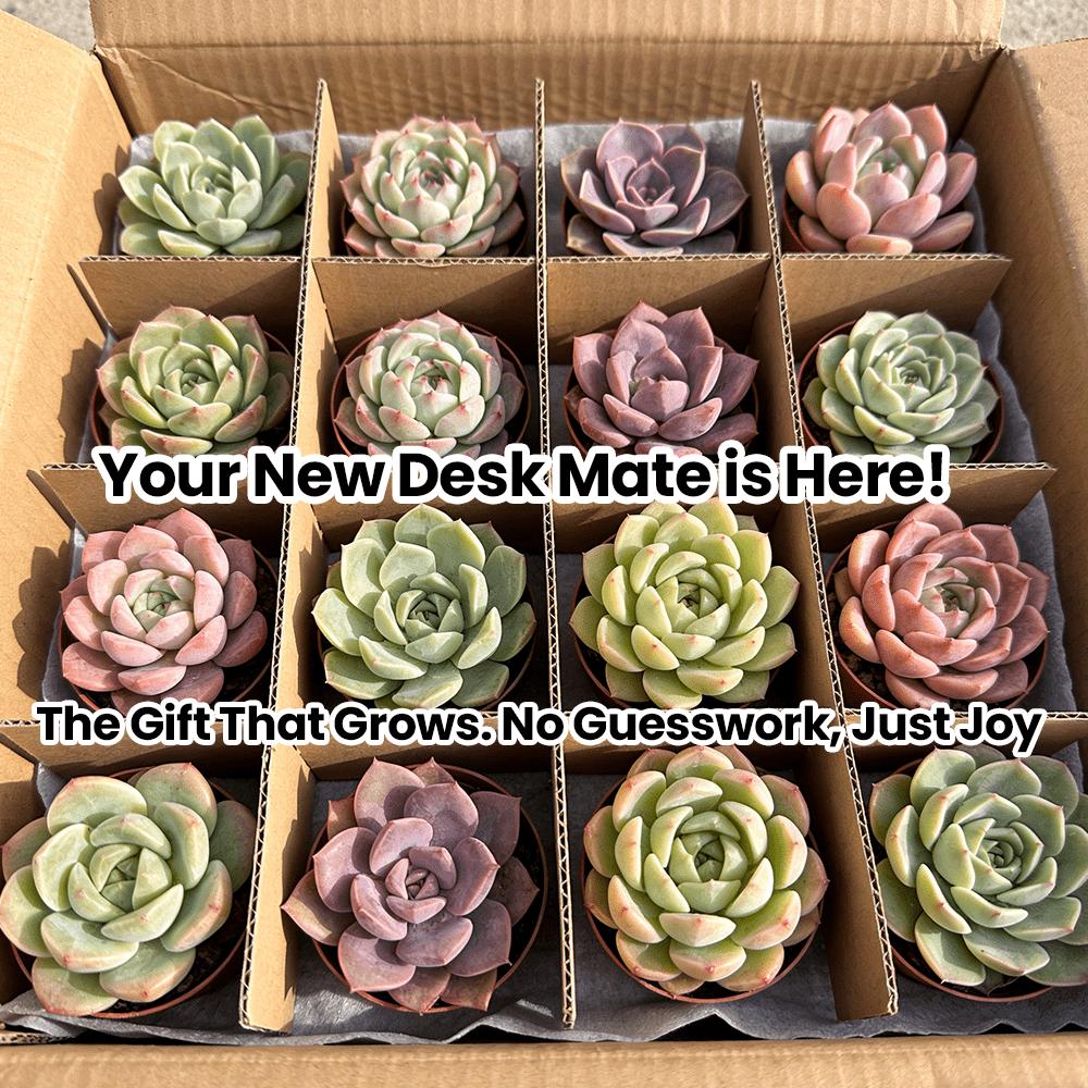 12 Succulents, Fine Succulents, Live Plants, Mixed Succulents, Bare Root Shipping, Collectible Grade, Suitable for Gardening Enthusiasts, DIY Projects, Wedding Favors, No Duplicates