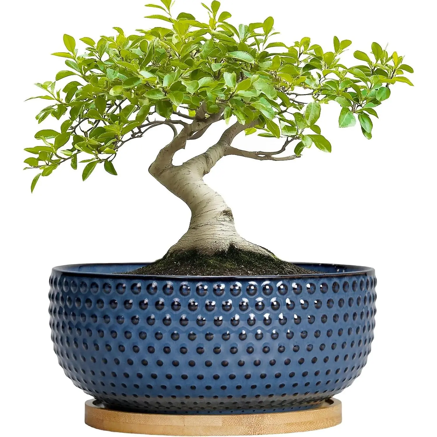 Bonsai Pots - 8 Inch Ceramic Pots for Succulent  & Bonsai Tree, Planter with Drainage Hole and , Modern Round Decorative Flower Planters, House Decor, Gifts for Women Man, Blue