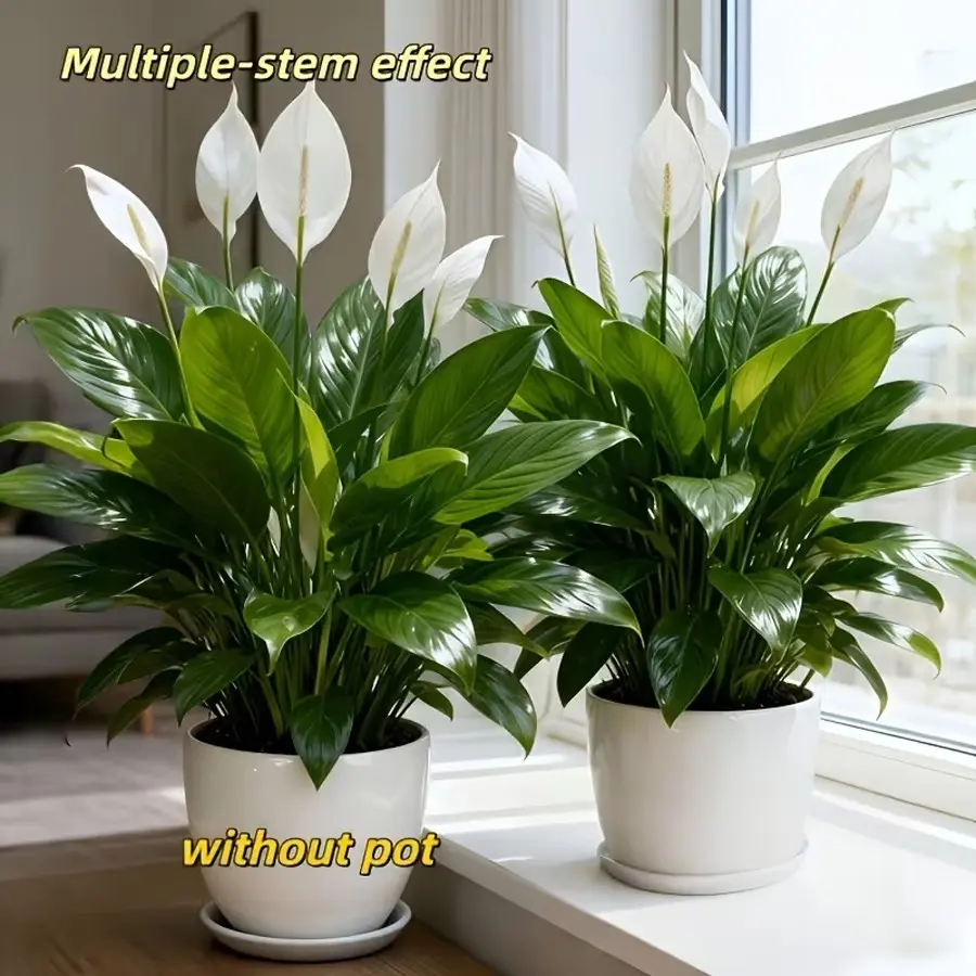 2 Piece Anthurium Artificial Flowers, Elegant Artificial Plants, Realistic Flower Plant, Decorative Artificial Flower, Durable Plastic Decor, No Maintenance, Home Office Decoration, Real Looking Artificial Flowers