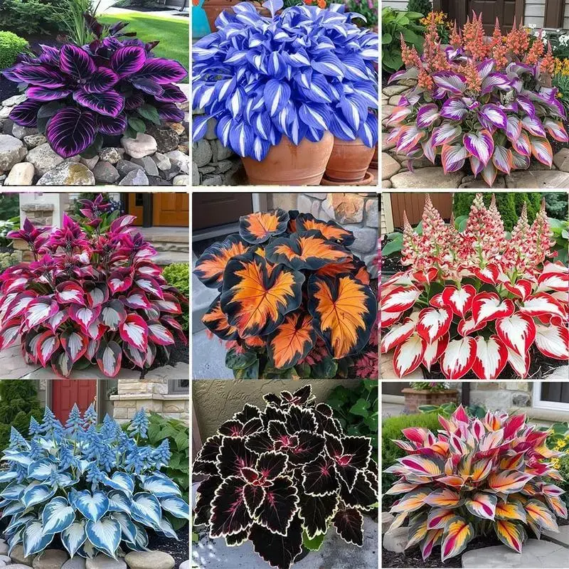 800 Mixed Color Hosta Seeds | Shade-Loving Perennials with Stunning Foliage | Easy to Grow, Low Maintenance & Perfect for Pots or Garden Beds | Year-Round Beauty for Any Space