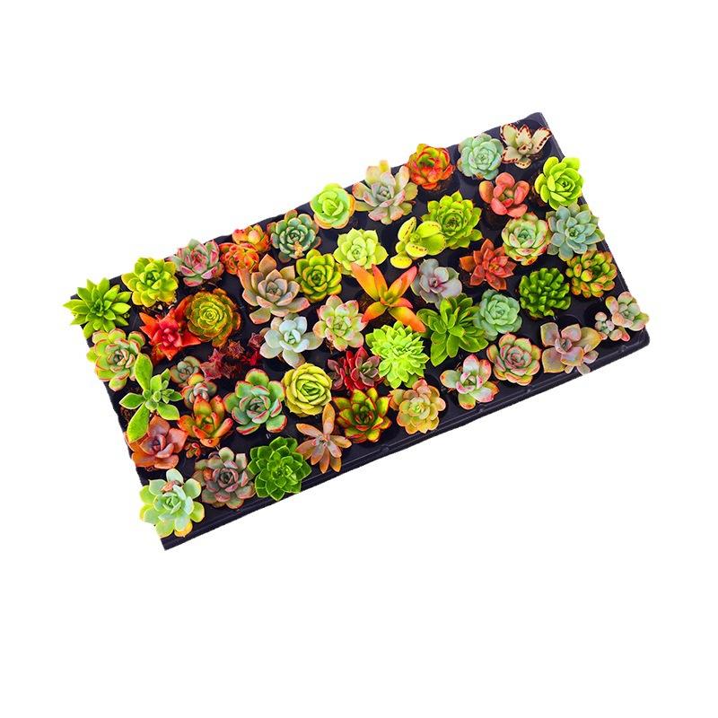 12/15/24/30 pcs succulent packaging mixed with different types of plants for garden decoration
