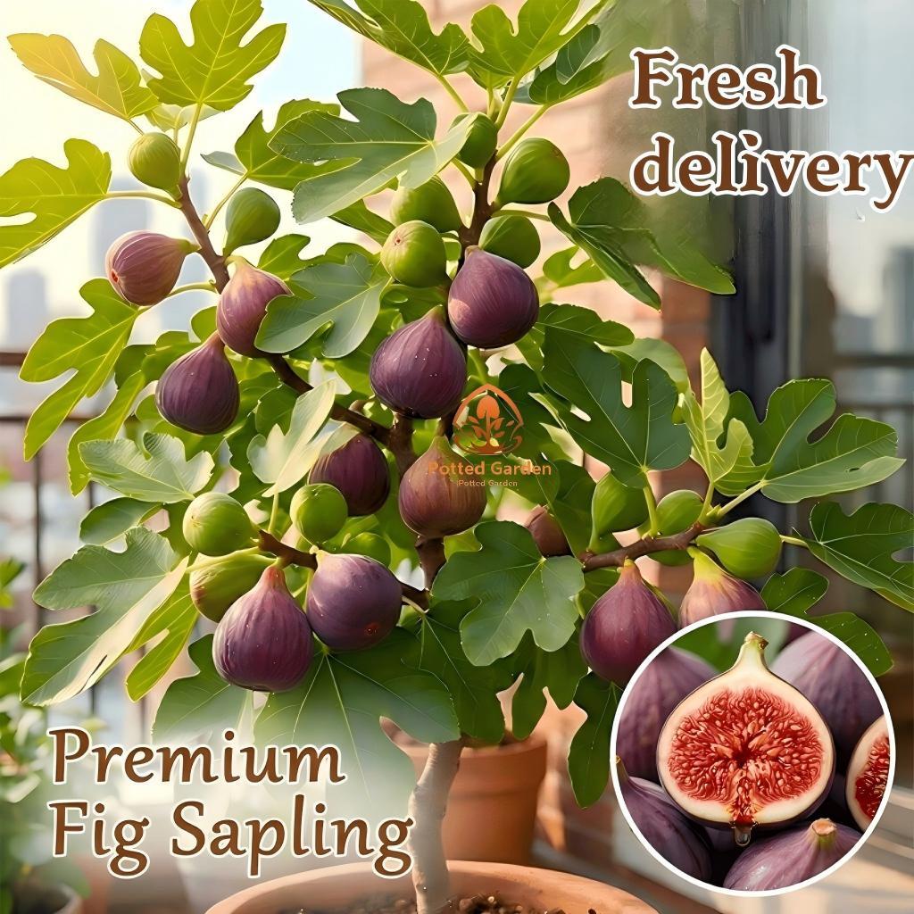 Fig tree seedlings, easy to pick, low cost, sweet fruit, first choice for beginners when on the ground or in pots