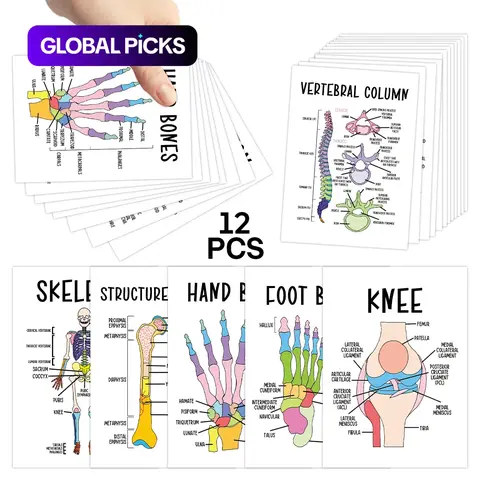 12-Piece Bone Anatomy Flashcards, Human Skeleton Diagram Cards, Bone Anatomy Study Cards for Medical and Nursing Students, Interactive Learning Cards with Labeled Bone Diagrams, Study Guide for Exam Prep, Flash Cards for Studying #GLOBAL PICKS