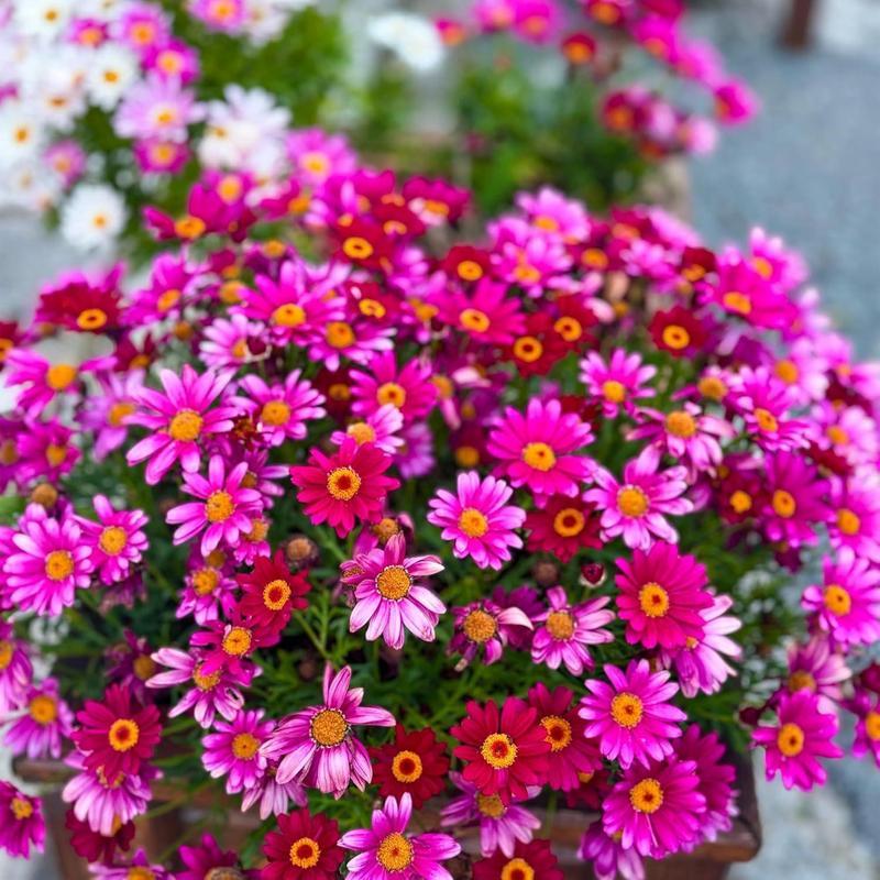 1900 pyrethrum seeds, 10,000-year-old chrysanthemums, outdoor perennials, suitable for garden homes, attracting pollinators