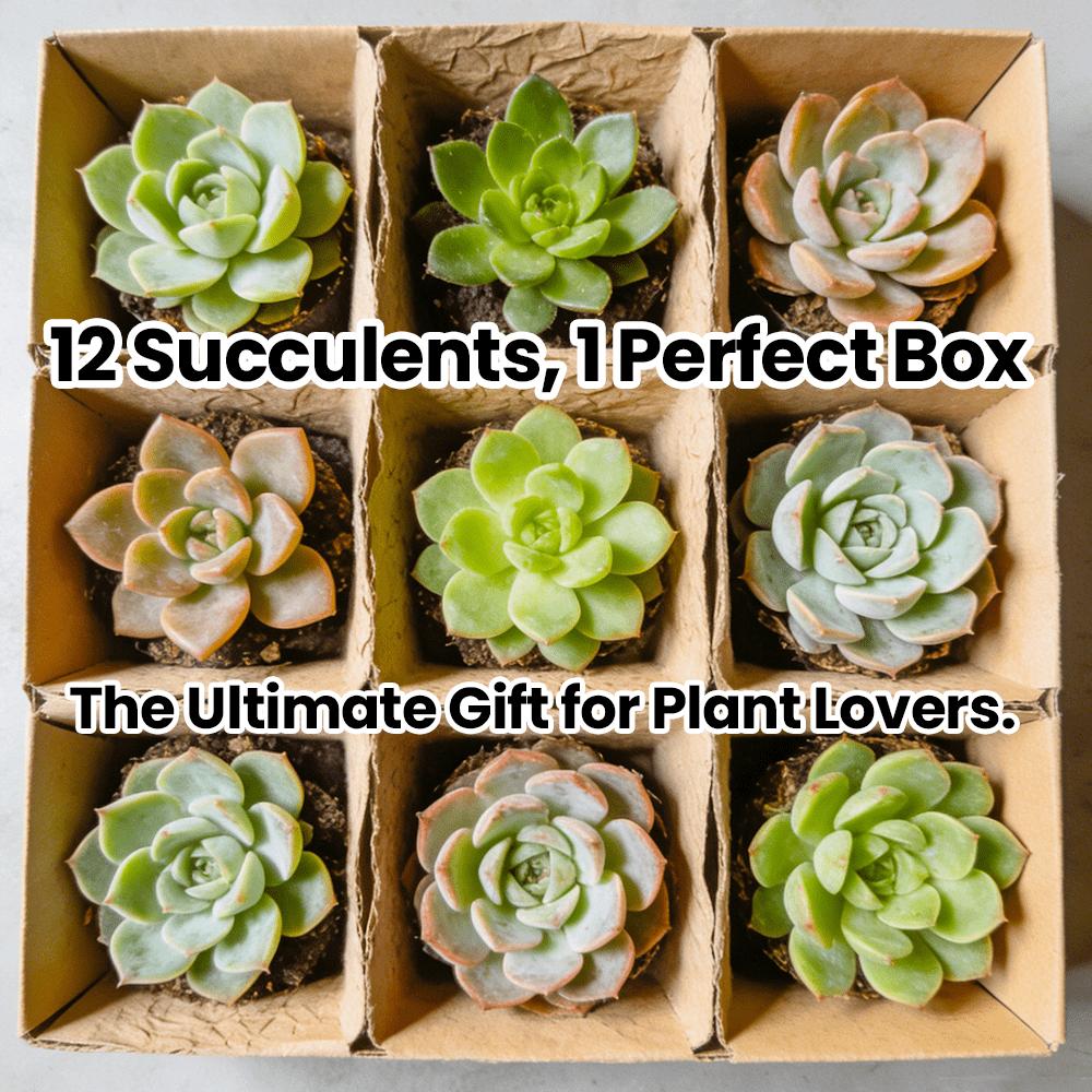 12 Succulents, Fine Succulents, Live Plants, Mixed Succulents, Bare Root Shipping, Collectible Grade, Suitable for Gardening Enthusiasts, DIY Projects, Wedding Favors, No Duplicates