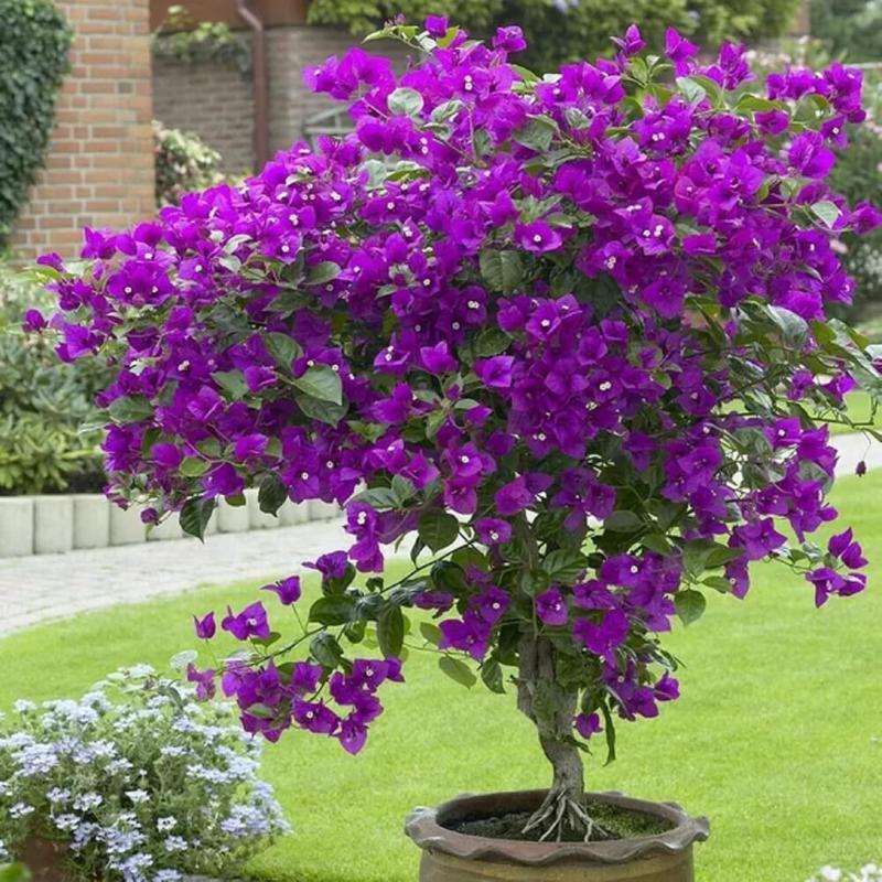 Multicolored bougainvillea, 50 bougainvillea - South American jasmine flowers, a striking landscape plant that grows rapidly and is well maintained