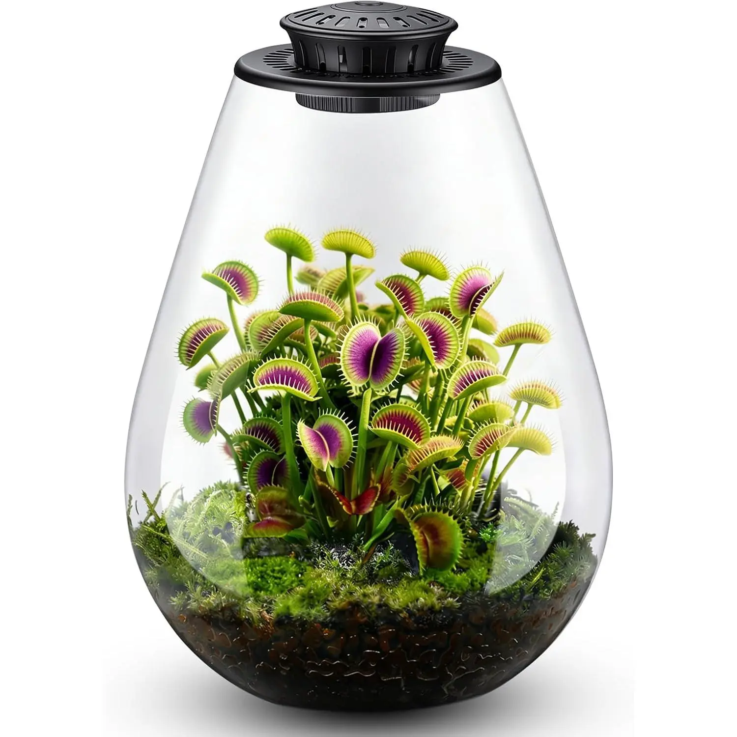 Glass Plant Terrarium with LED Grow Light, 7.8" Borosilicate Terrarium with Adjustable Ventilation & Timer, for Venus Fly Trap, Moss, Succulents, Mini Landscape, Desk Decor for Home Office