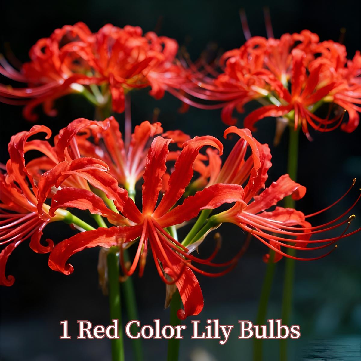 Lily Ball, natural fertilizer flower ball, multi-season flowering and year-round growth, suitable for indoor and outdoor planting in all regions, cold-resistant and easy to survive.