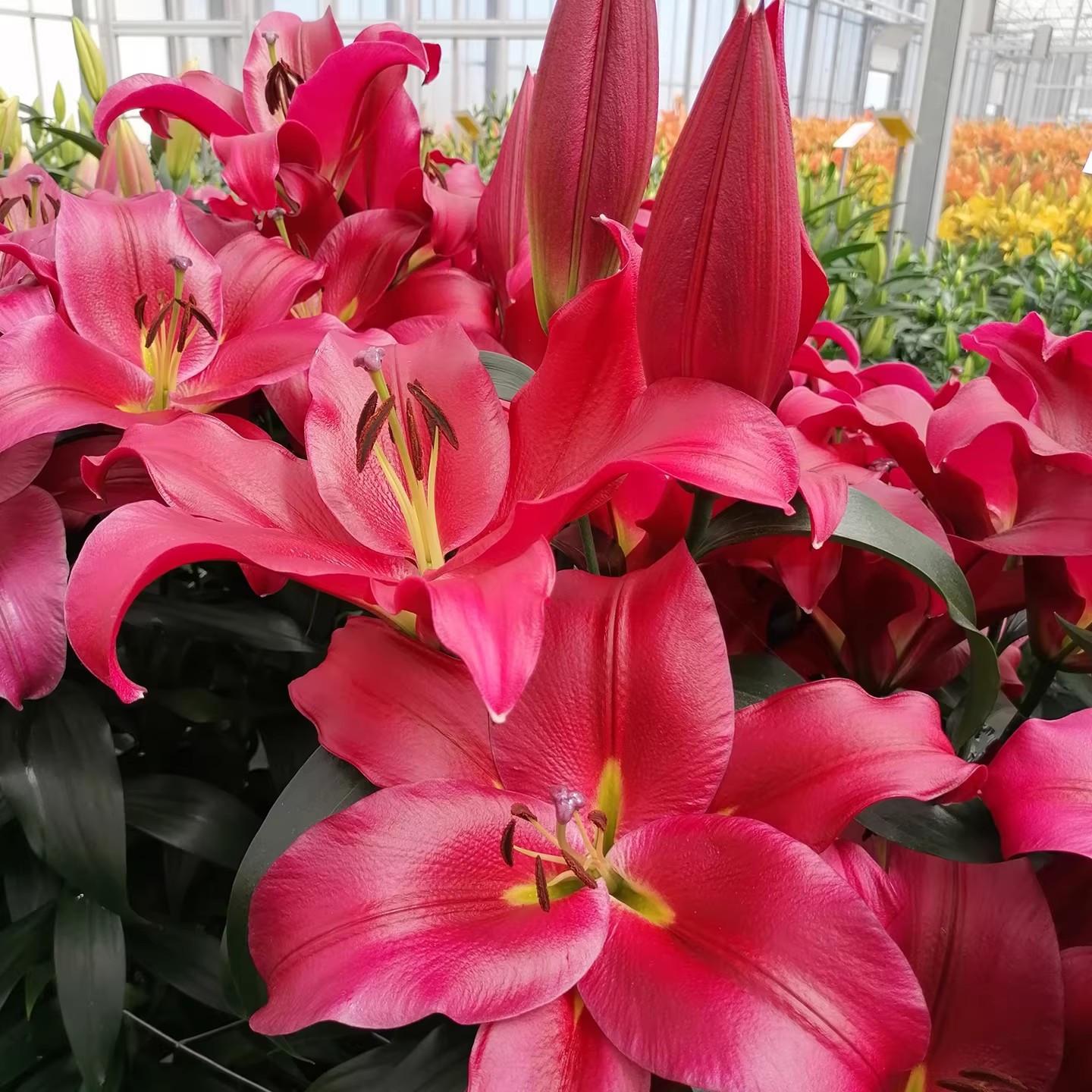 Lily Seed Balls - Potted Plants, Bright Red Flowers, Perfect for Garden Decor, Balcony Tabletop Flowers