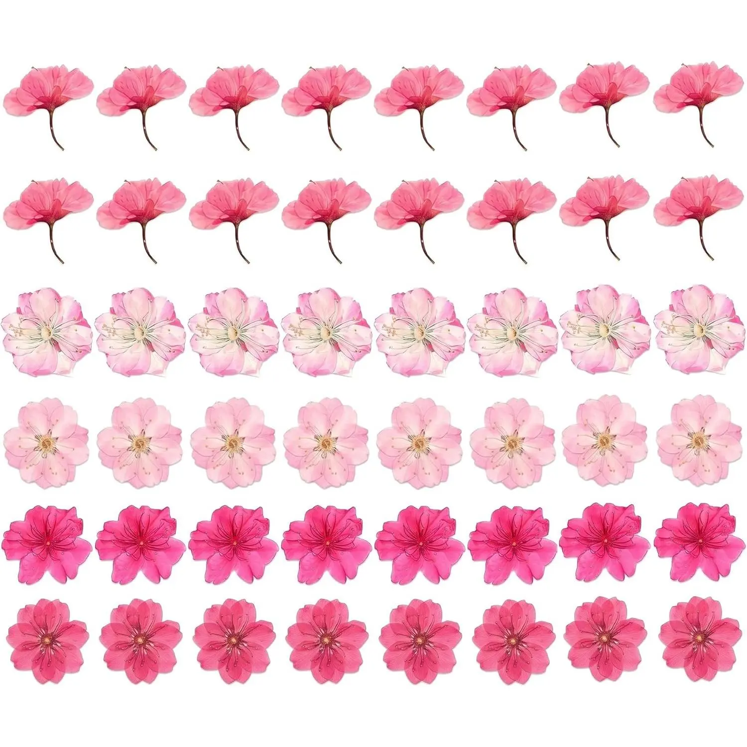 3 Styles Dried Sakura Petals 48 Pcs – Edible Cherry Blossom Flowers for Tea, Baking, Bath, Soap Making, Candle Craft, Resin Jewelry, Potpourri, Home Decor & Gift – Natural Food Grade Sakura