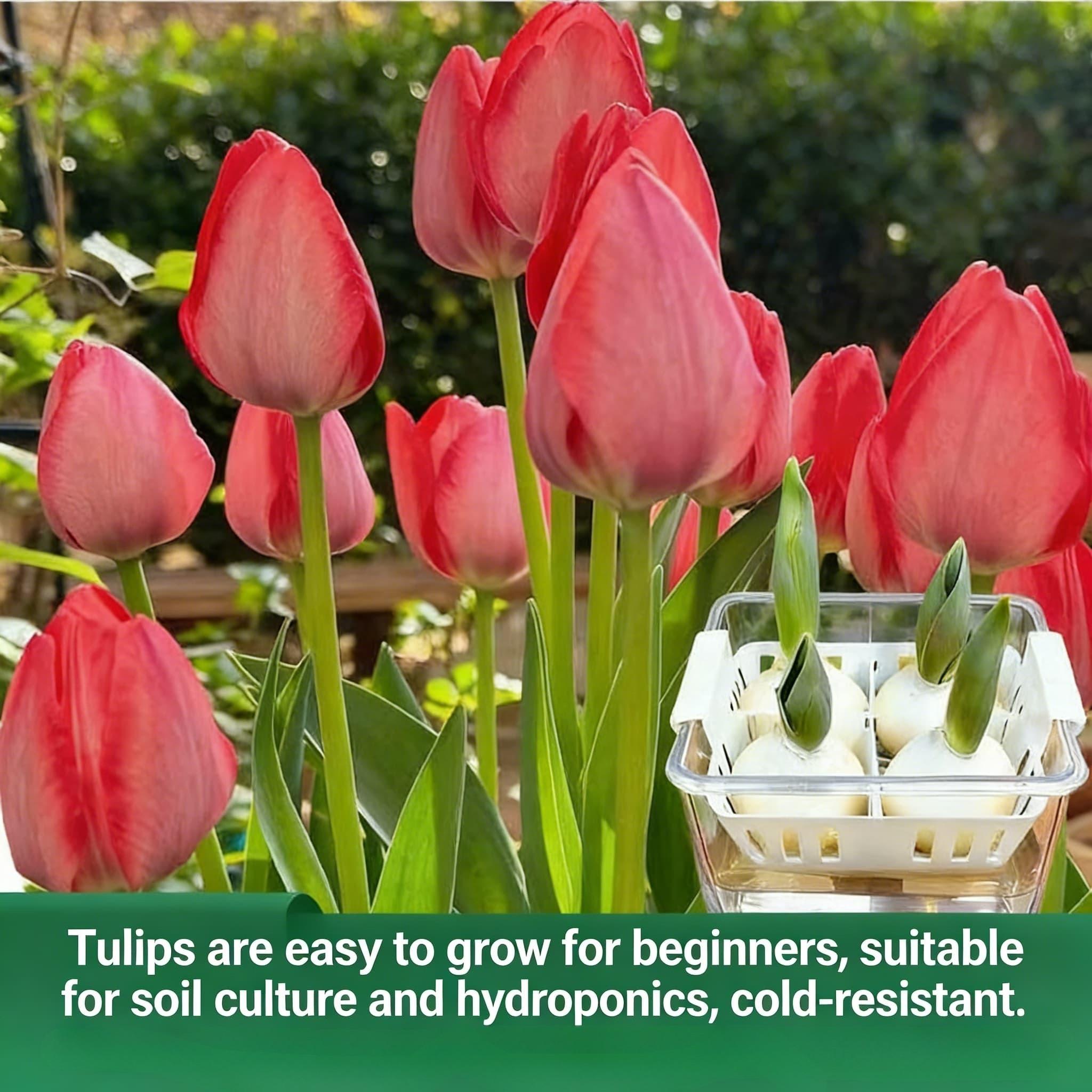1 tulip bulb | Both hydroponic and soil culture | Easy to grow | Suitable for home garden, balcony, tabletop decoration