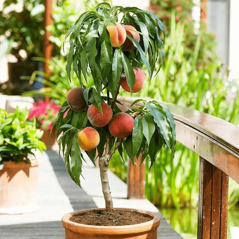 Peach saplings have been cultivated and can be planted immediately. They have strong cold resistance. The tree is one to two years old. The peaches are sweet and delicious. They are suitable for potted planting in gardens, gardens and balconies.