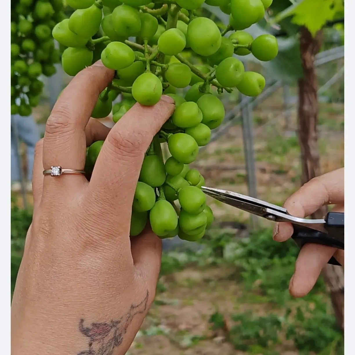 FruitThinningScissors,Grape pruning tool#FloralPruningShears#SmallGardenPruners#BonsaiFloralScissors#FruitTreeTwigShears#FruitTreeThinningWork#FlowerArrangementTrimming,#BackyardFlowerMaintenance#NurserySeedlingPruning#OrchardGrower#HomeGarden