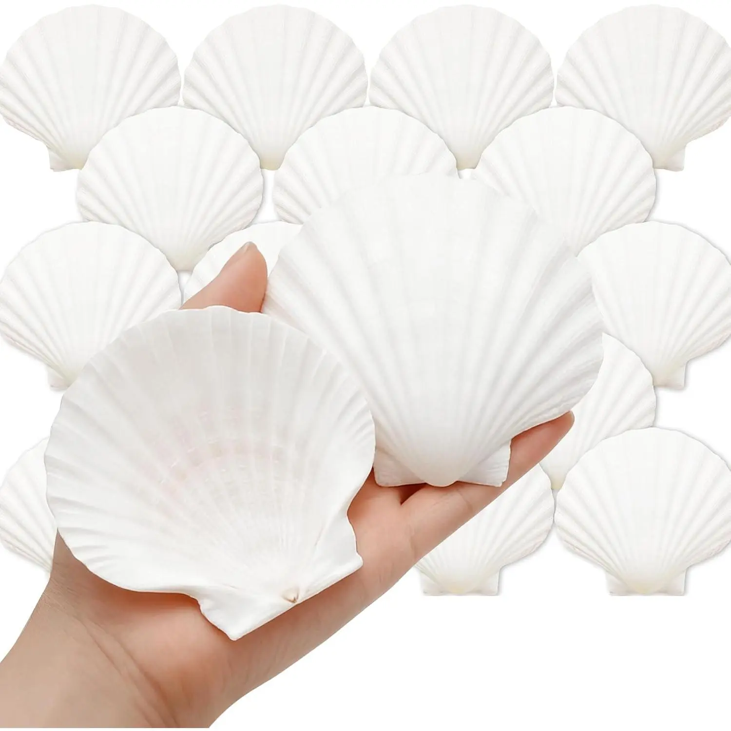BoDoux  Large Scallop Shells, 20 PCS, 3.5-4 Inch| Natural white color; DIY painting, crafts, baking, beach weddings, and home decor.