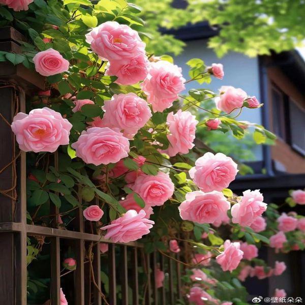 Mix Rose Seeds - 200+ Flower Rose Seeds for Planting Outdoors, Mix Colorful Flower Rose Plant Seeds Garden great gardening gift