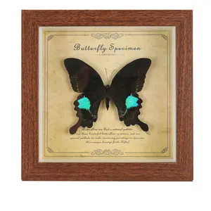 Vintage European Papilio Paris Butterfly Specimen Frame Desk Deocr, Real Taxidermy Art | DIY 3D Shadow Box Wall Decor | Unique Birthday Gift for Women & Nature Lovers | Luxury Home Office Ornament