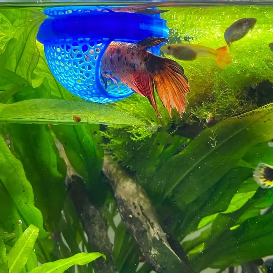 Floating Fish House for Betta, Guppy, Goldfish, Arched Entrance Aquarium Habitat, Mini Tank for Small Tanks, Ponds, Space-Saving, Easy Clean, No Power Needed, Aquarium Decor, Aquarium Decorations