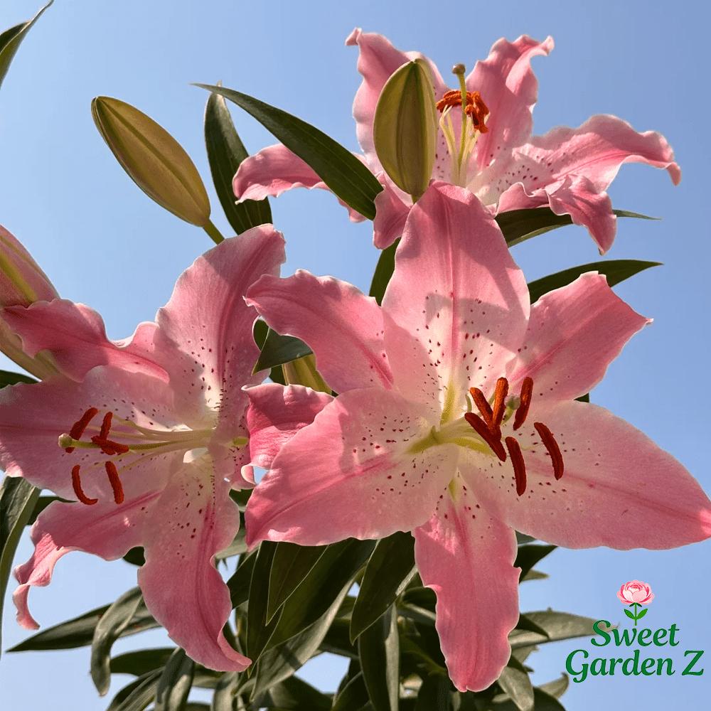 Annual flowering pink lily bulbs bag, fragrant potted flowers, suitable for balconies and courtyards, large and bright flowers, long flowering period, easy to manage and high survival rate, novice-friendly, a must for romantic home gardening landscapes