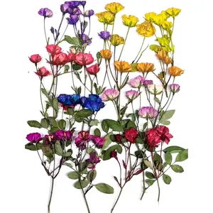 8 Types Real Dried Pressed Rose   Herbarium for Craft   Making (Mini Rose)