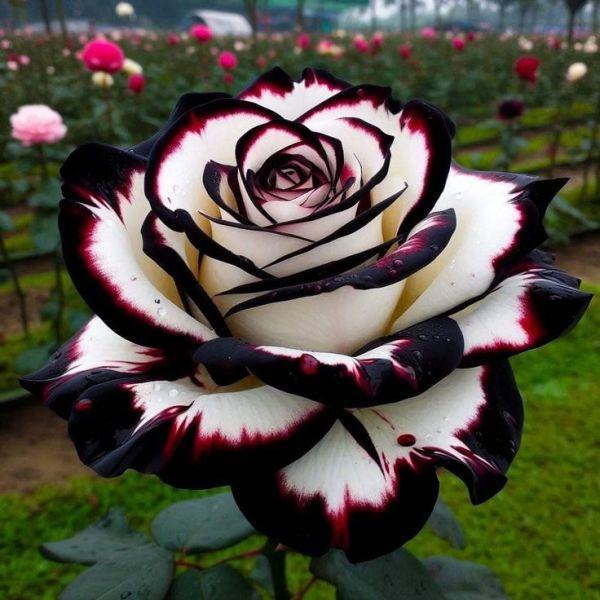 Mix Rose Seeds - 200+ Flower Rose Seeds for Planting Outdoors, Mix Colorful Flower Rose Plant Seeds Garden great gardening gift