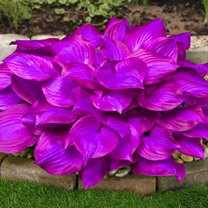 300 high-quality hosta seeds  . guaranteed viable with no bad seeds. A perennial shade plant, perfect for gardens and yards. Made in the USA |   Non-GMO |