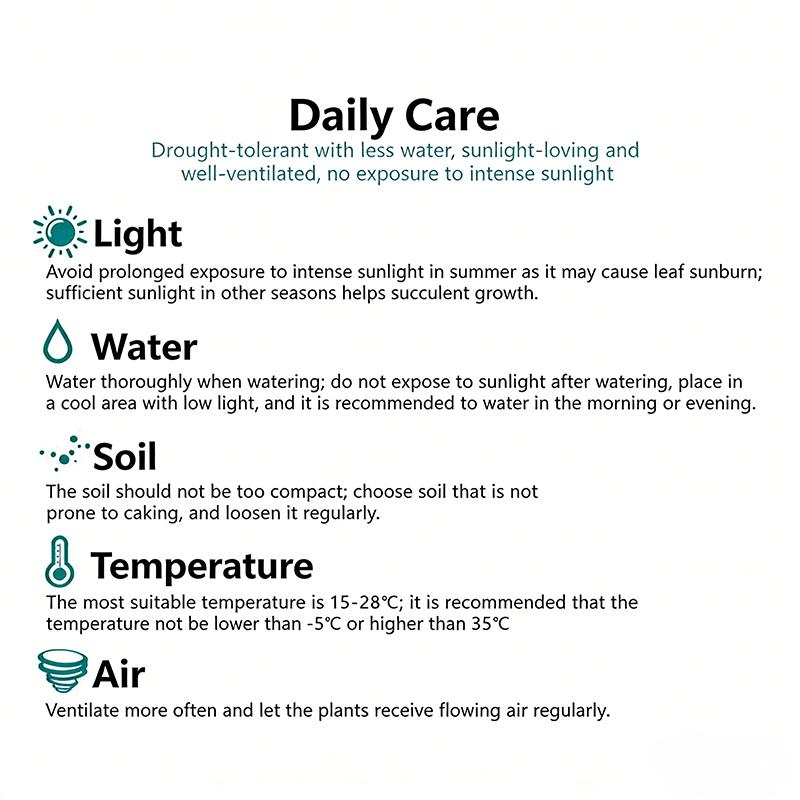 Delicate Howarth Leaf Cactus, South African Potted Live Plants, Unique Window Leaves, Ideal Gift for Novices and Collectors