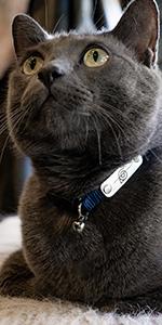 Naruto Akatsuki Cat Collars for Girl Cats, Boy Cats, Small Kitten Collar with Bell (Removable) | Officially Licensed Naruto Akatsuki Cloak Inspired Breakaway Cat Collars for Akatsuki Costume Itachi