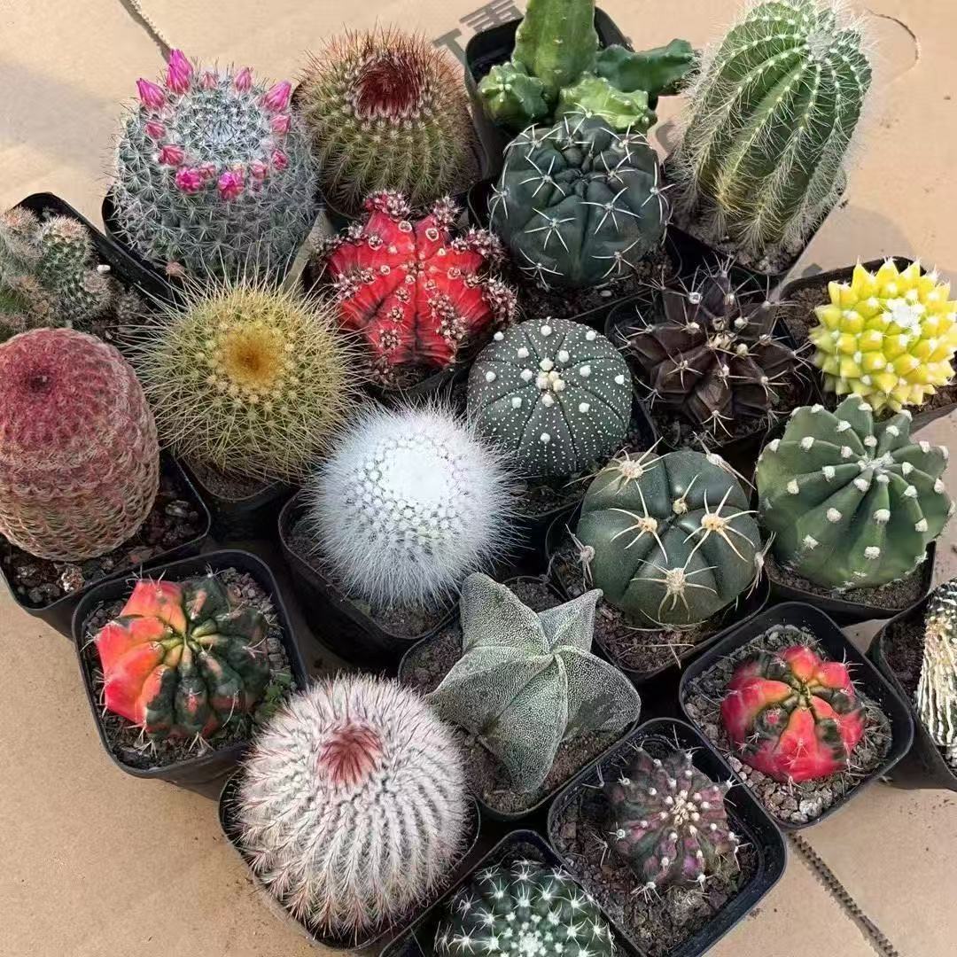 8 random cactus combinations, 8 unique varieties – low-maintenance succulents for balconies and windowsills
