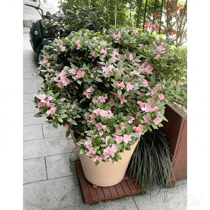 Rhododendron seedlings, multi-colored bright flowers, seedlings, rich colors, high value, courtyard balcony, colorful flowers, easy to cultivate, green flowers