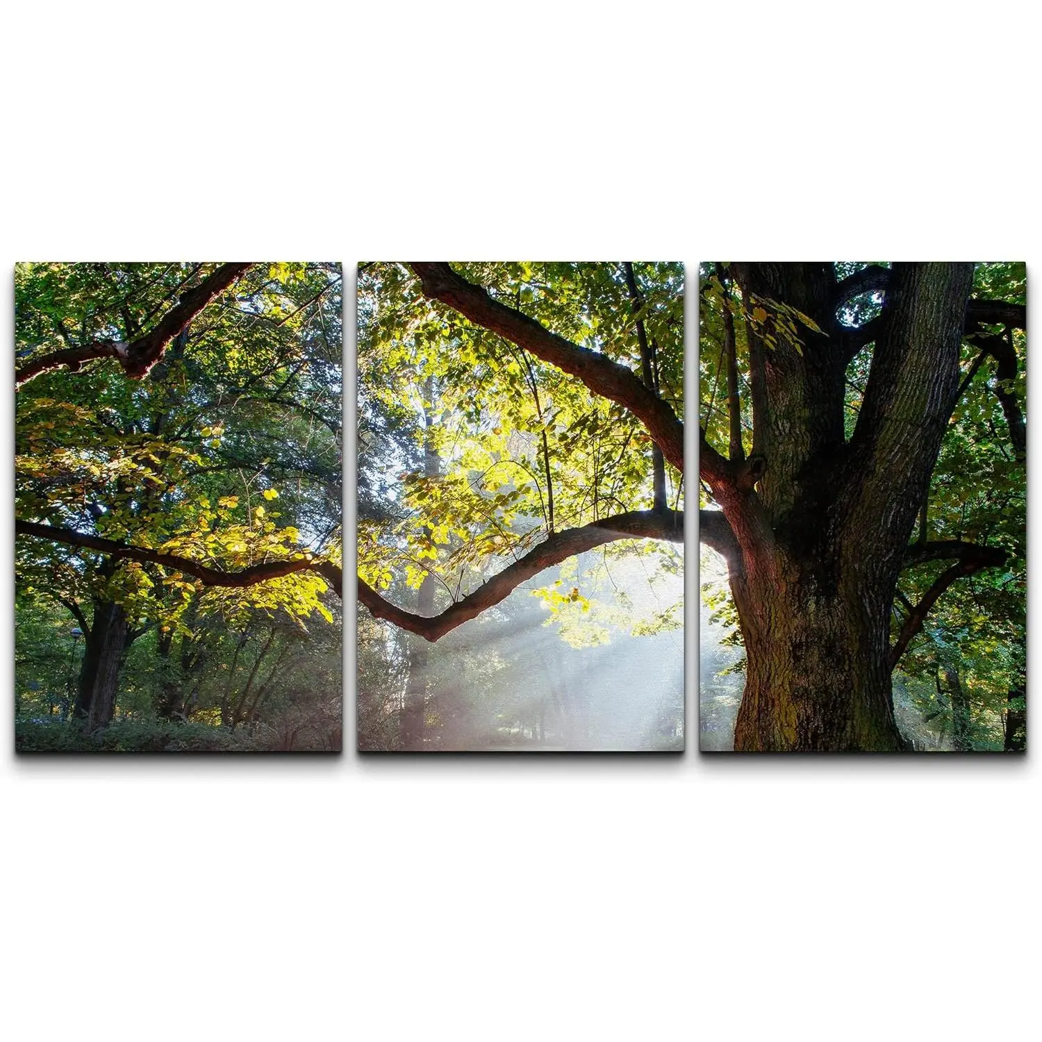 3 Piece Canvas Wall Art - Mighty Oak Tree