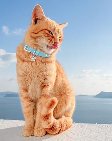 Airtag Cat Collar with Bells and Bowtie -Safety Elastic Band Kitten Collar for Apple Air Tag Holder- Cute GPS Cat Tracker Collars for Girl Boy Cats and Puppies, Adjustable 8"-12" Pink