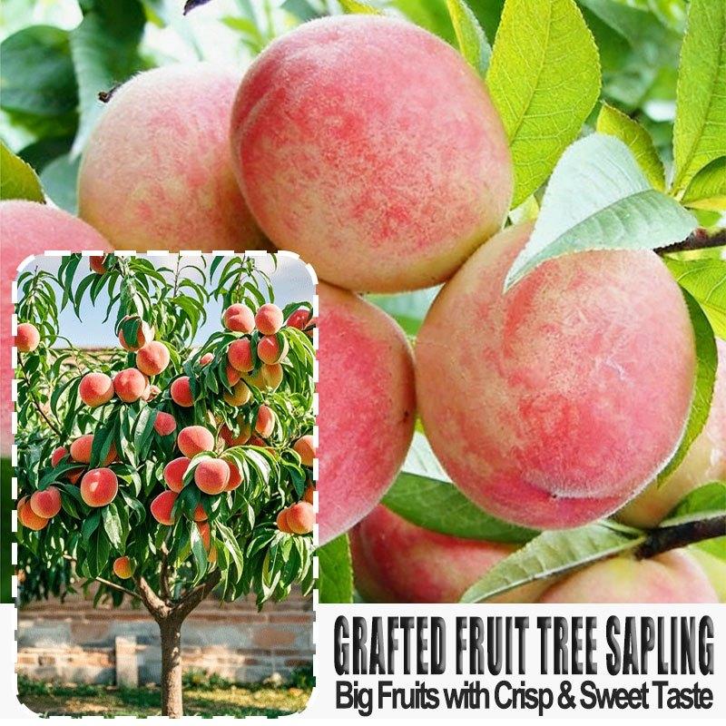 Grafted Peach Saplings - Richly Sweet & Juicy with Strong Roots for Potted Plants - Easy Maintenance and Abundant Harvest