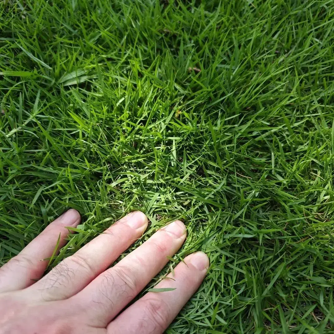 Zoysia Grass Seeds 5000 Pack for Lawn Repair Overseeding and Full Yard Growth Durable Soft Green Turf Variety