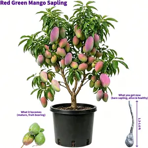 Live Red Green Mango Tree Sapling, 1.3-1.6 ft Outdoor Fruit Plant for Home Garden, Fresh Sweet Mango Bearing Plant