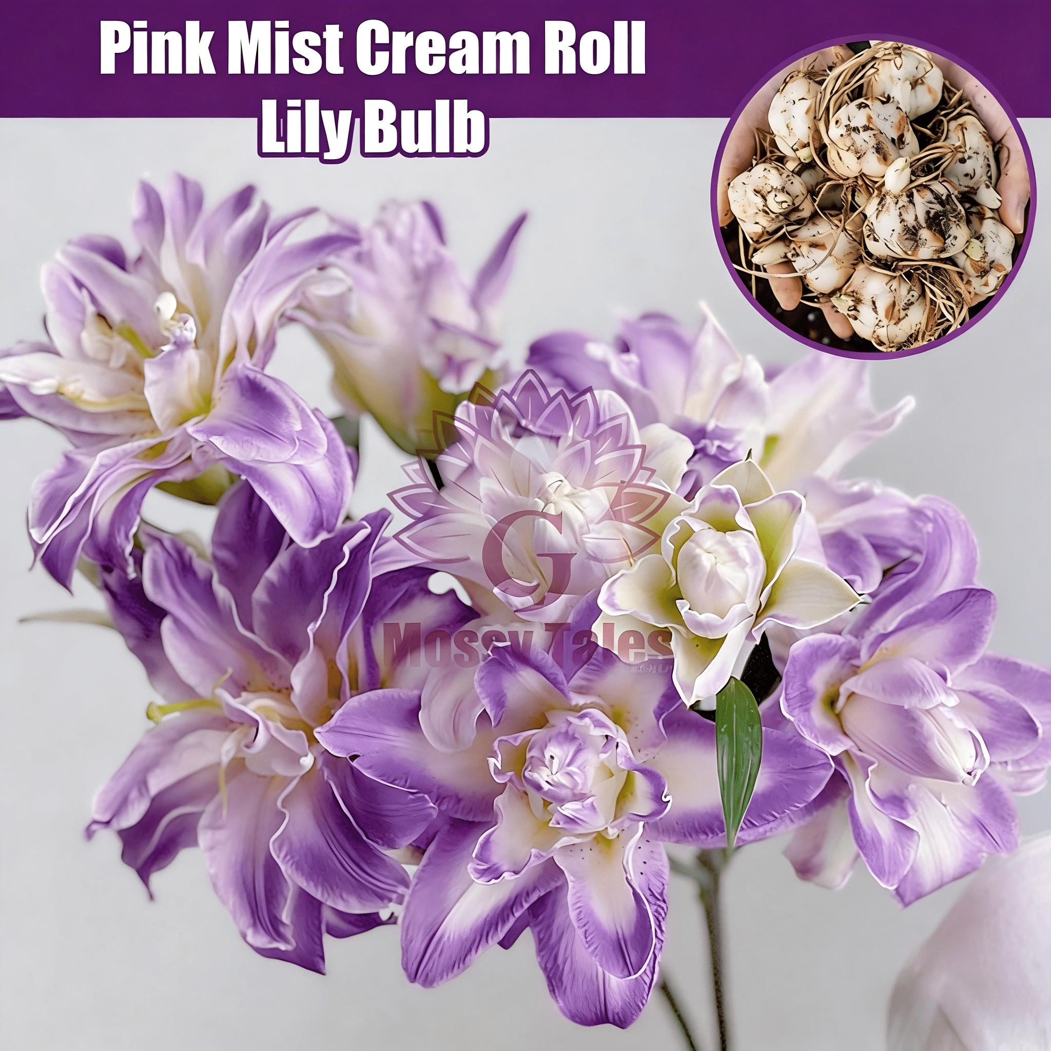 Double Flower Royal Purple Spinning Lily | Intense scented, easy-to-care evergreen for indoor vases and garden growing.