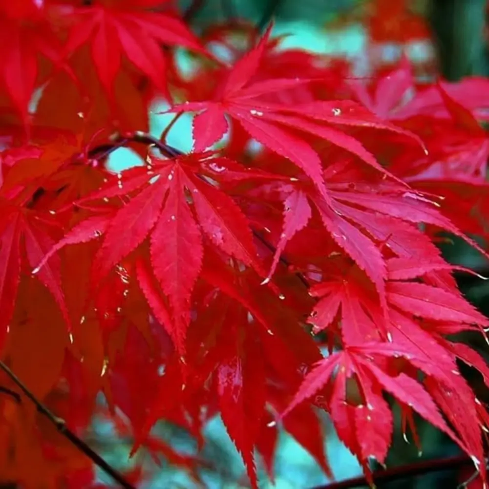 27 seeds of the Red Maple – Maple seeds of a suitable height for bonsai
