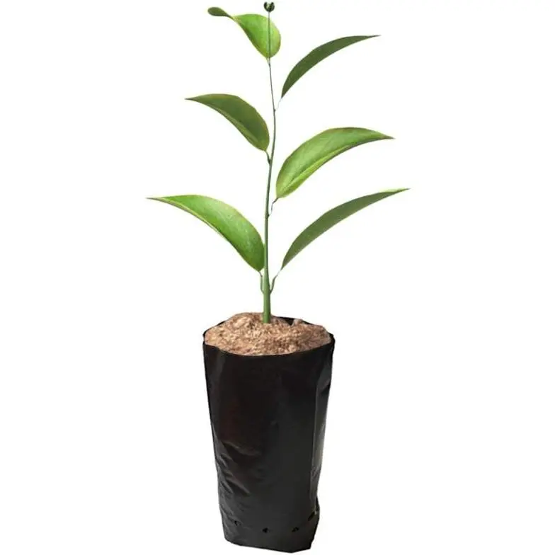 100 count  Bags for  Fruit Flower, 6.69x11.81 in | Thicken Plastic, Grow Bags Seedling Pots