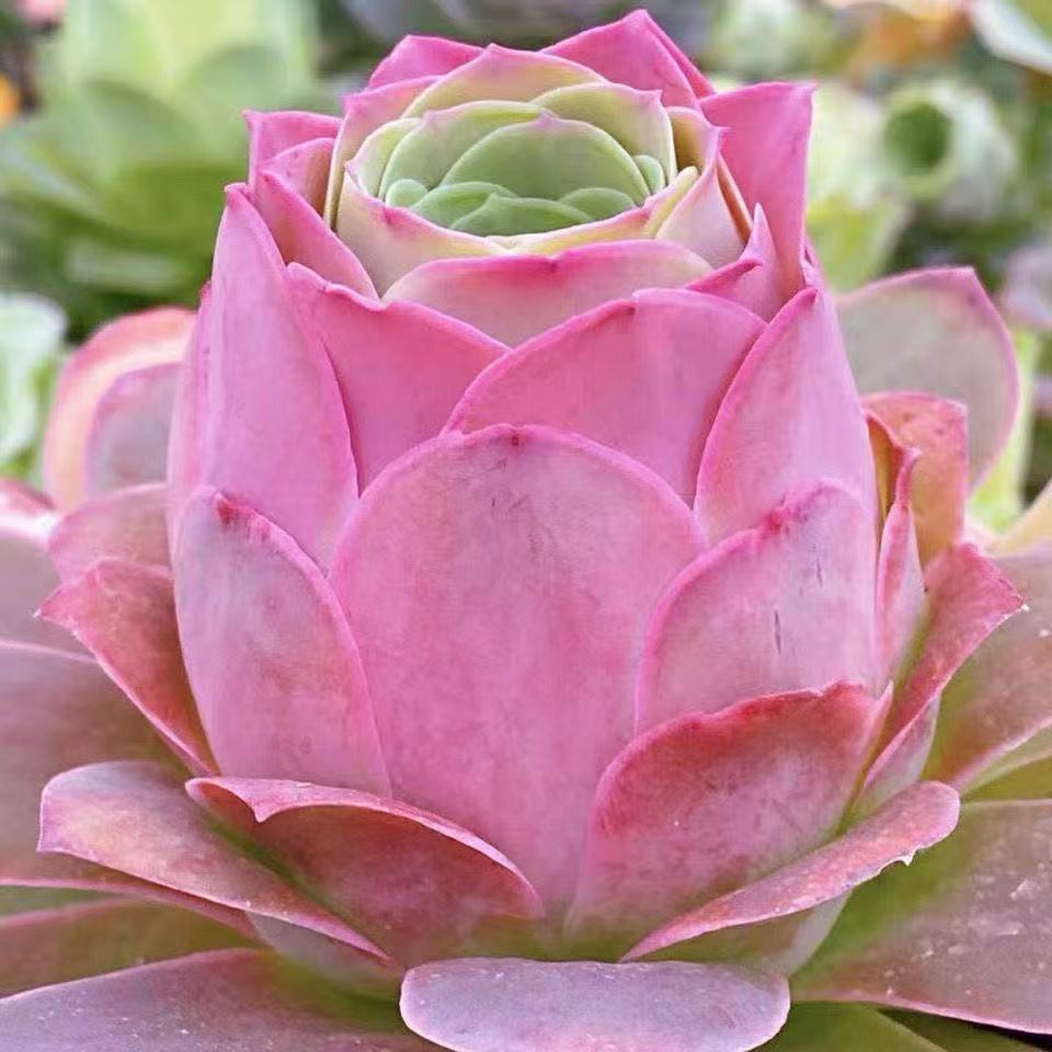 Mountain Rose Succulent - Rose-shaped leaves, easy to care for, suitable for tabletop and indoor shelves