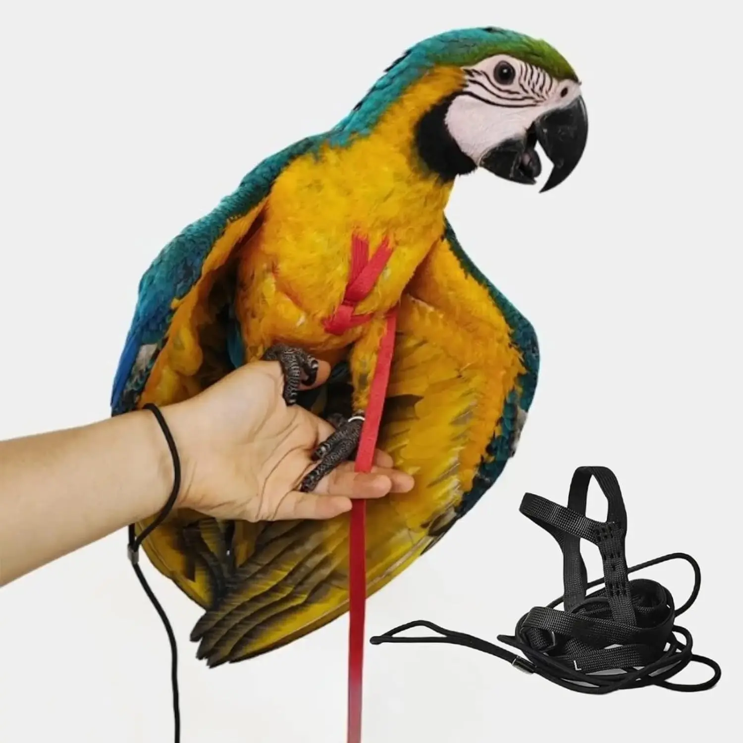 Adjustable Bird Harness with 78.7 Inch Leash, Outdoor Flying Training Traction Rope Kit for Small Medium Large Size Parrots Birds (L)