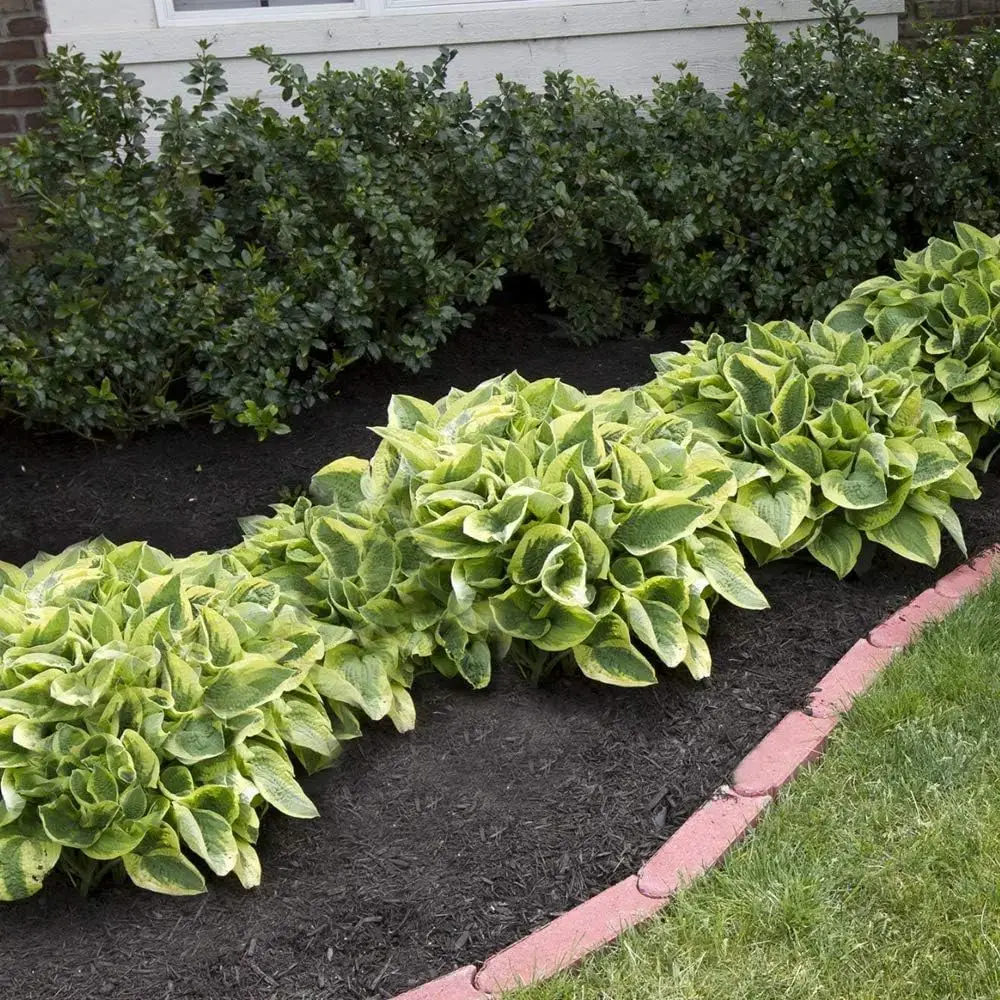 Heart Hosta Seeds 800 pcs Vibrant Green Perennials for Garden