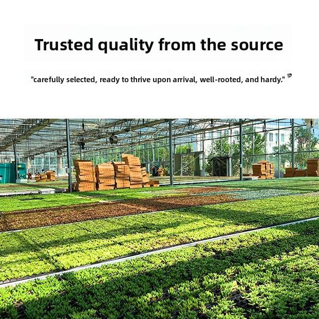 12/15/24/30 pcs succulent packaging mixed with different types of plants for garden decoration