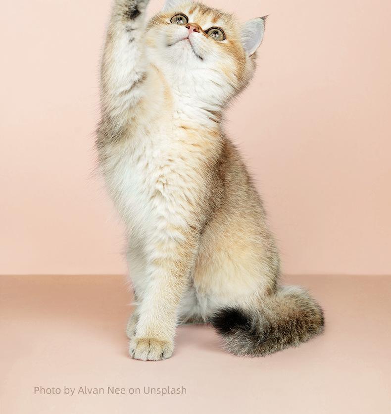 Rechargeable Pet Hair Trimmer Kit, Pet Paw Trimmer, Cordless Quiet Dog Trimmer for Grooming with LED Light, Small Dog Grooming Clippers for Dogs & Cats, Pet Grooming Tool,Waterproof, low noise pet shaver