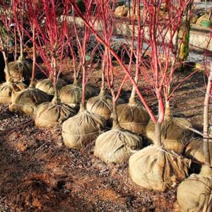 Burlap 45" x75' |   Versatile Burlap Roll for Plant Cover |   Burlap Placemats, Tree Wrap, Sackcloth Projects |   Burlap and Jute | Burlap Runner