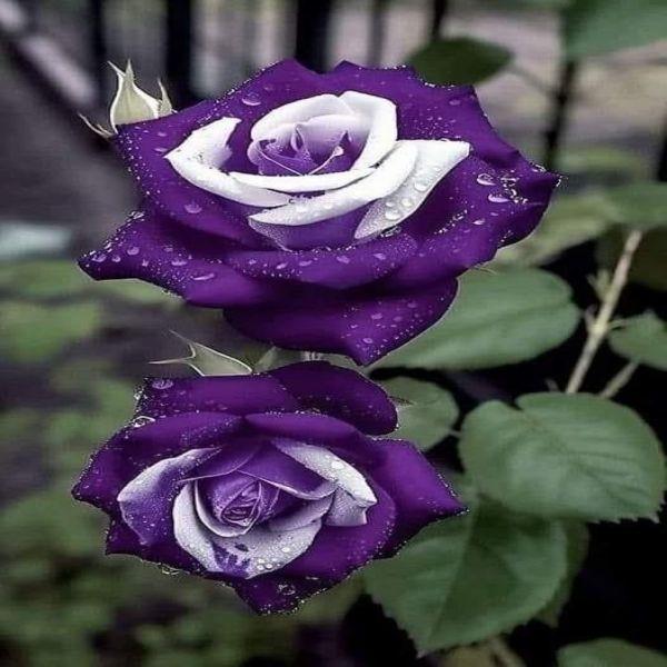 Mix Rose Seeds - 200+ Flower Rose Seeds for Planting Outdoors, Mix Colorful Flower Rose Plant Seeds Garden great gardening gift