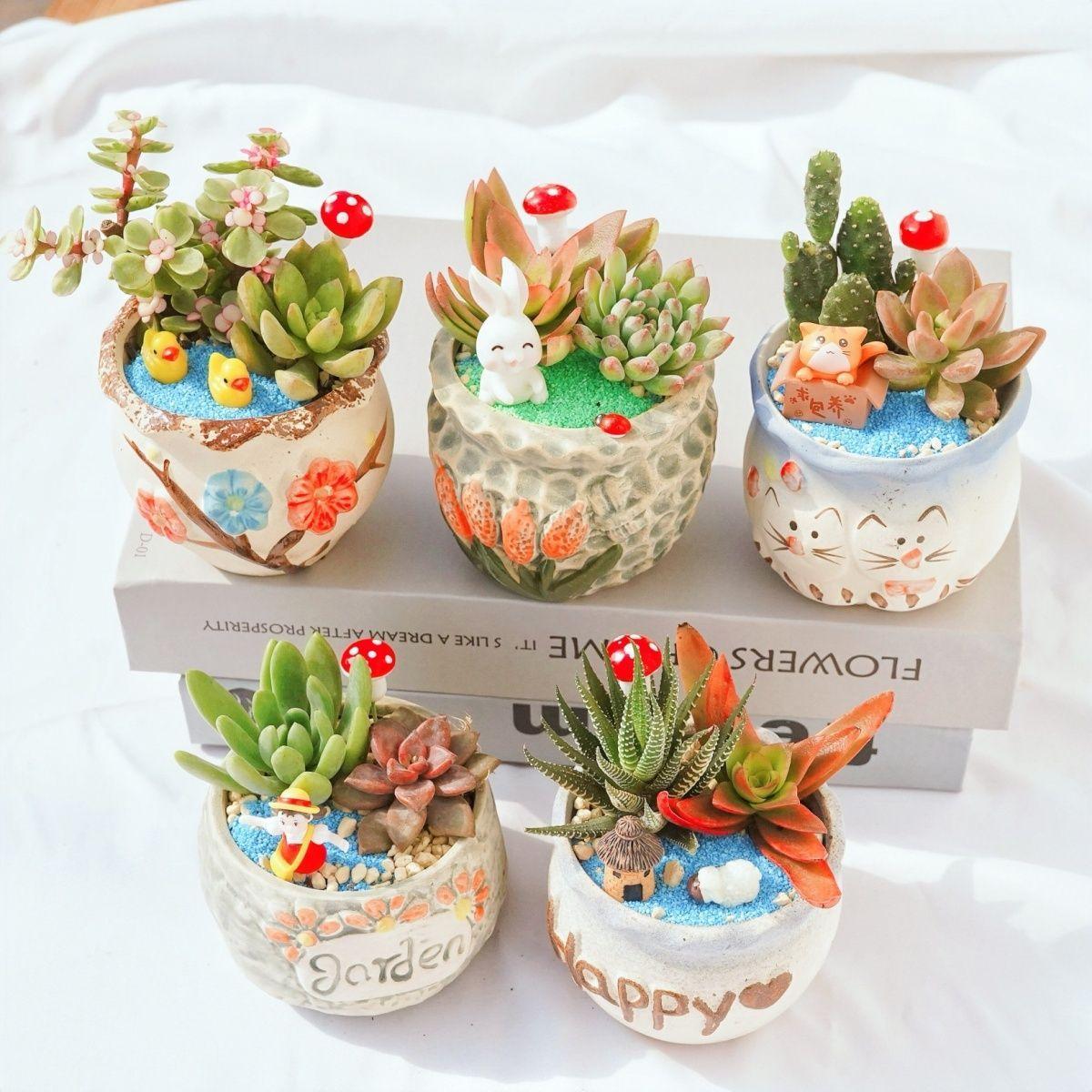 Mix & Match Succulents (12/15/24/30 Pcs) – Wide Variety, Easy Care & Perfect for Beginners. Ideal Desk Decor! Plant