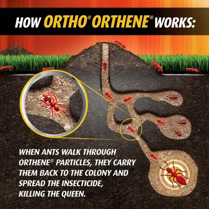 Ortho Orthene Fire Ant Killer (12oz) - Home Pest Control, Outdoor Lawn, Shrub & Flower Bed Pest Control Solution,dorm essentials,home essentials